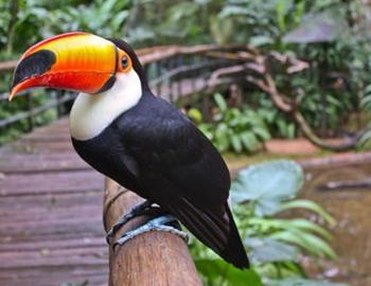Malta Vogelpark und Aquarium Tour