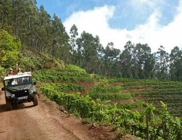 Jeep Safari