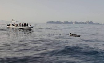 Küste, Sonnenaufgang und Delfine: Bootsausflug auf Mallorca