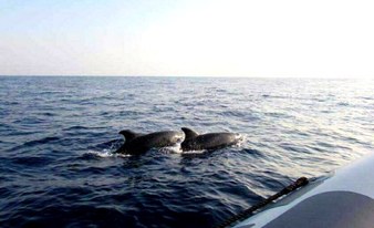 Mallorcas Nordküste und Delfintour