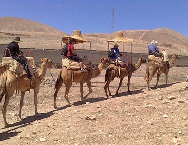 Kamel Safari