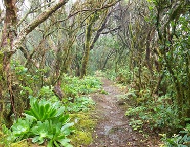 Wandern in Teneriffa, Anaga Gebirge:  Die Geheimnisse des Waldes