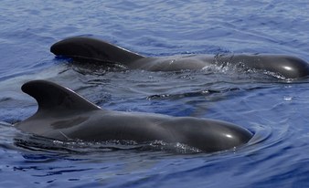 Wal- u. Delfinbeobachtung auf dem Schnellboot "Gladiator" U - 2 Stunden