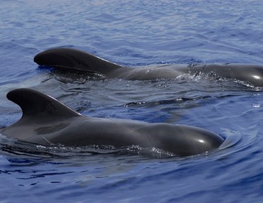 Wal- u. Delfinbeobachtung auf dem Schnellboot "Gladiator" U - 2 Stunden