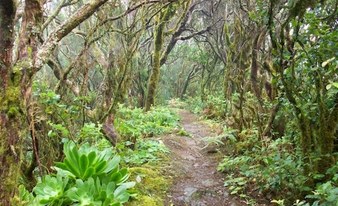 Wandern in Teneriffa, Anaga Gebirge:  Die Geheimnisse des Waldes