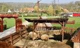 Godollo guided tour animal stable.jpg