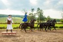 Hungarian traditional horse show Godollo tour.jpg