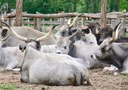 Animals at the stable Lajosmizse tour-min.jpg