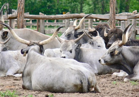 Animals at the stable Lajosmizse tour-min.jpg