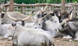 Animals at the stable Lajosmizse tour-min.jpg