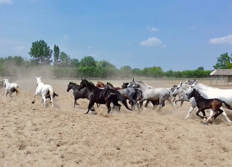 Puszta visit and horse stable-min.jpg