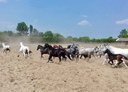 Puszta visit and horse stable-min.jpg