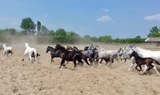 Puszta visit and horse stable-min.jpg