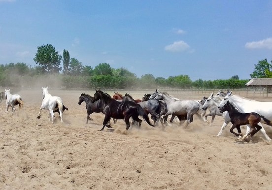 Puszta visit and horse stable-min.jpg