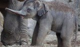see elephants in Dublin Zoo