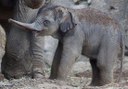 see elephants in Dublin Zoo