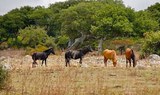 horses near Su Pauli pond at Nuragic tour