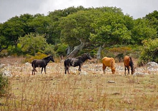 horses near Su Pauli pond at Nuragic tour