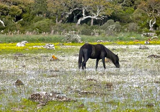 horses near Su Pauli pond at Nuragic tour