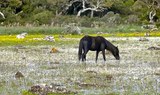 horses near Su Pauli pond at Nuragic tour
