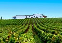 Audarya Cellar vineyard