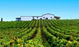 Audarya Cellar vineyard