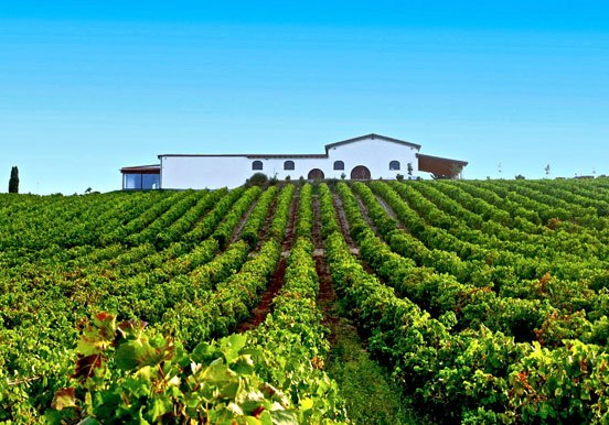Audarya Cellar vineyard