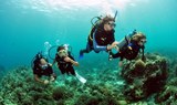 Diving for junior in Gozo.jpg