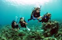 Diving for junior in Gozo.jpg
