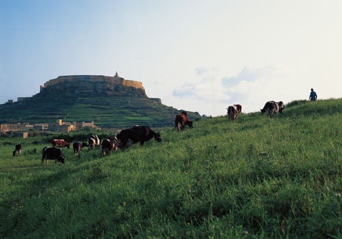Citadella of Rabat, Gozo bus tour.jpg