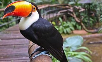Malta Bird Park and Aquarium Tour