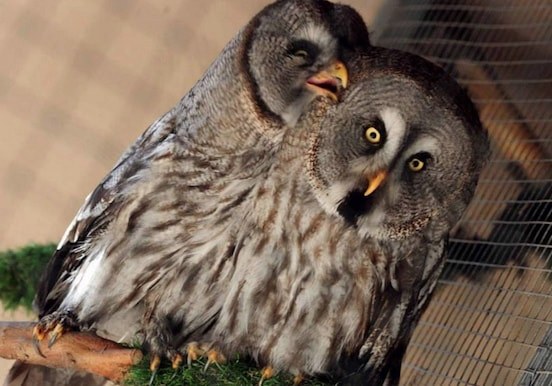 Adoreable owls at Bird park Malta.jpg