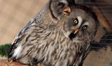 Adoreable owls at Bird park Malta.jpg