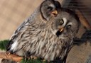 Adoreable owls at Bird park Malta.jpg