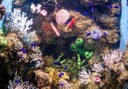 Colourful sea creatures at Aquarium of Malta.jpg