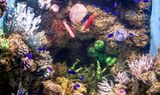 Colourful sea creatures at Aquarium of Malta.jpg
