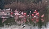 Malta Bird Park tour.jpg