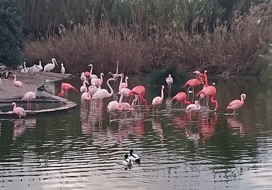 Malta Bird Park tour.jpg