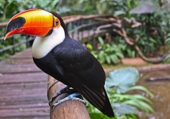 Malta bird park tour