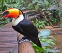 Malta bird park tour