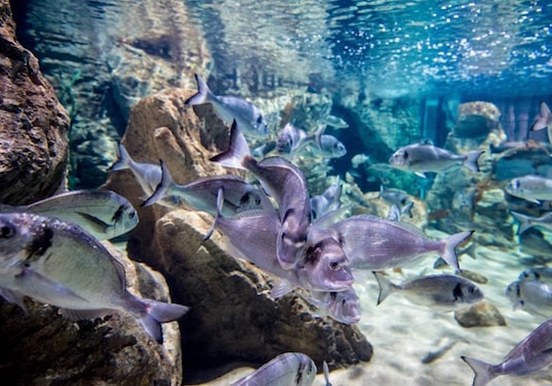 Underwater world in Malta's Aquarium.jpg