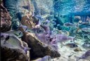 Underwater world in Malta's Aquarium.jpg