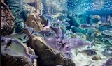Underwater world in Malta's Aquarium.jpg