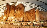 Prehistoric Temples tour - Hagar Qim
