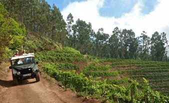 Fun Classic Jeep Safari tour - Madeira West (half day)