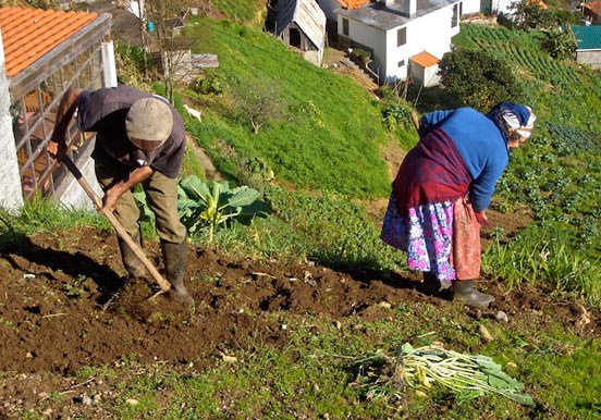 see plantations in Jardim da Serra village via jeep safari tour