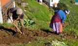 see plantations in Jardim da Serra village via jeep safari tour