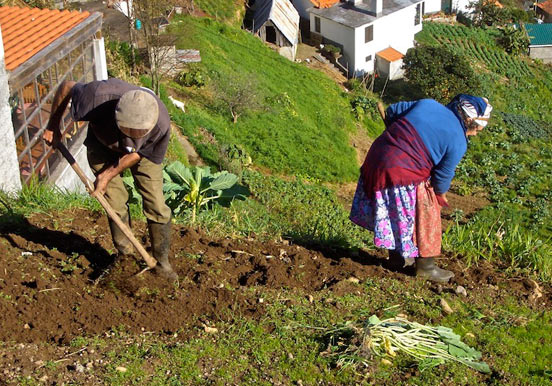 see plantations in Jardim da Serra village via jeep safari tour