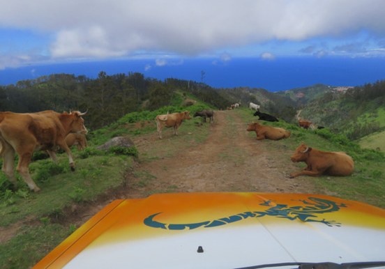 animals along the way - Madeira tour