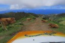 animals along the way - Madeira tour
